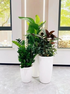 宁波鄞州盆景租赁，服务超棒，绿植添彩好选择！